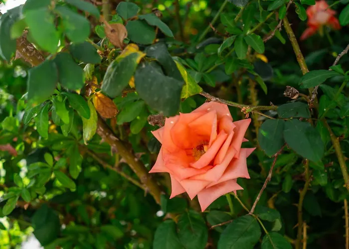 The House νάξος *